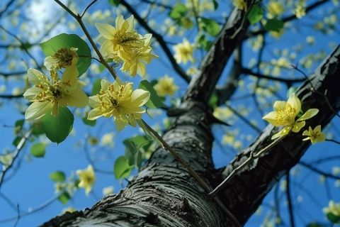 大地春色枣花·蜜·蜂共赴甜蜜之约