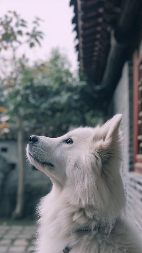 周黑鸭：崛起与挑战的传奇历程