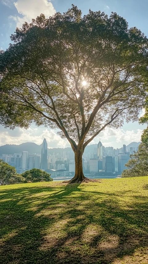 探秘香港之旅：奥运健儿温情瞬间与城市风光的完美邂逅