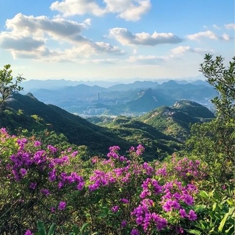 秋游妙峰山赴一场玫瑰之约