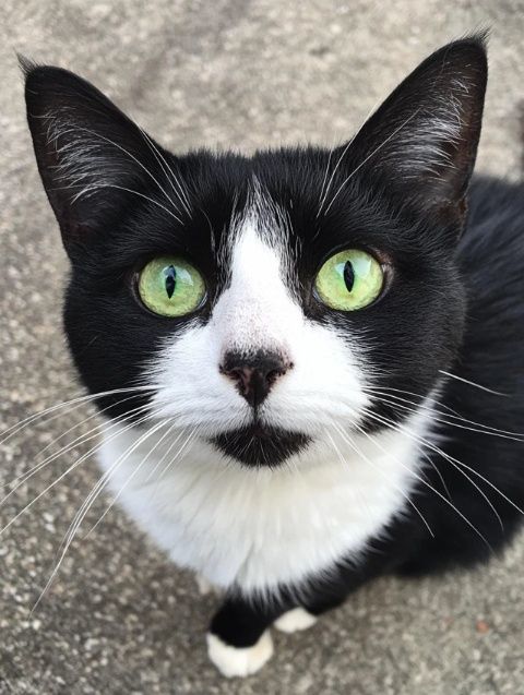 救助流浪猫：贪吃猫美食行动