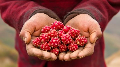 品味姜中来：探访舌尖上的美食之旅