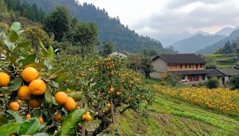 双溪有机农业探索：远离尘嚣，体验山林中的绿色之旅