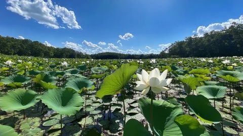 金湖荷花节：江苏淮安生态旅游盛宴