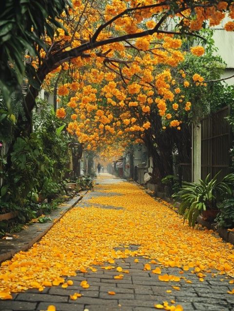 探索江宁湖熟：金秋菊花博物馆之旅及乐农集市体验