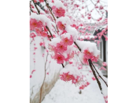 春节景区活动(春节来临之际，各地景区相聚开始准备春节活动)