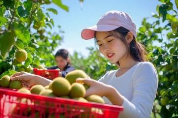 英德探秘：一家只做一道菜的农庄，无花果浸大骟鸡的独特魅力