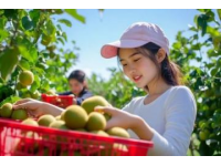 英德探秘：一家只做一道菜的农庄，无花果浸大骟鸡的独特魅力