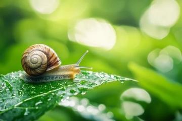 蜗牛：这个常被我们在雨后草丛中瞥见的小家伙