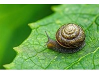 蜗牛：这个常被我们在雨后草丛中瞥见的小家伙