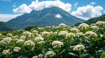 铁山坪森林公园：木绣球花开盛景