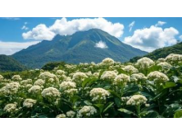 铁山坪森林公园：木绣球花开盛景