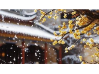 雅丹梨花盛开：春日里的雪景诗篇，纯净而浪漫的世外桃源