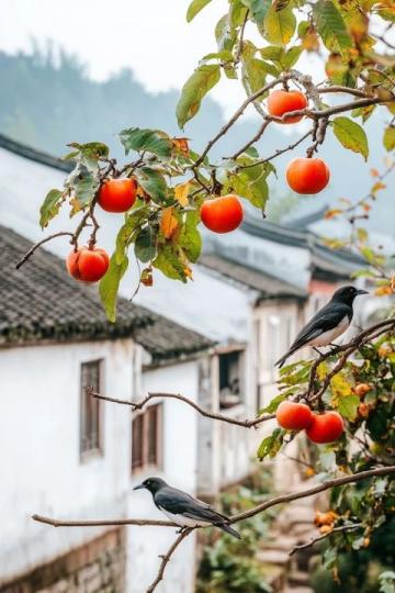 商洛柿饼馍:秦岭深处的传统美味与文化智慧