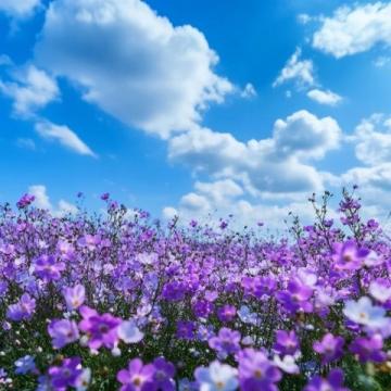 梦回花开的地方东海之滨的浪漫仙居舟山